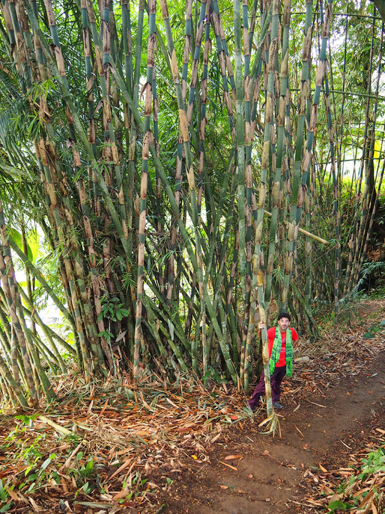 Canyes de bambús per tot arreu.